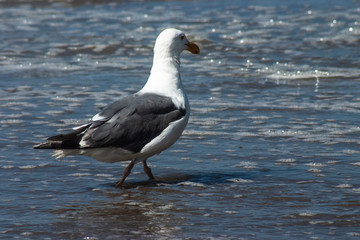 Seagull along the beach