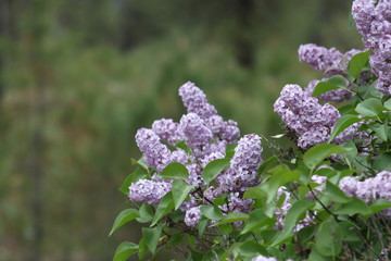 Lilacs