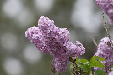 Lilacs