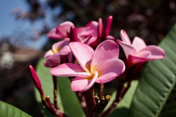 Obraz na płótnie Canvas Close-up view of a plumeria inflorescence with emerging pink buds and blossoms