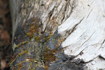 Moss