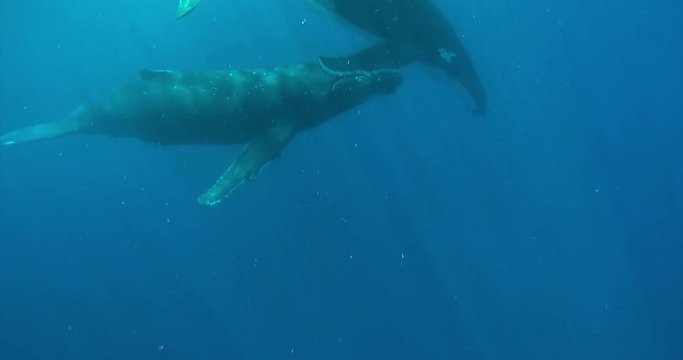 Portrait of a couple of whales while they are swimming in the blue ocean (sea). Concept: Nature, holiday, travel