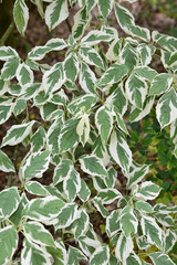 Feuillage vert et blanc en sous-bois