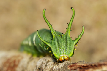 Image of Caterpillar of common nawab butterfly (Polyura athamas) or Dragon-Headed Caterpillar on nature background. Insect. Animal. © yod67