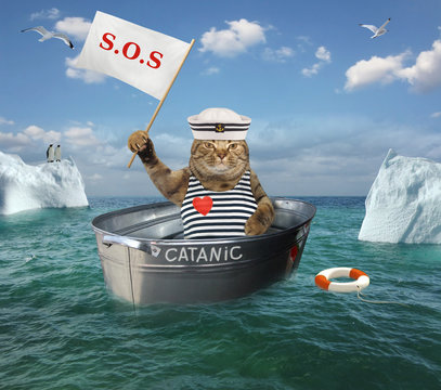 The cat sailor with a sign " sos " is drifting in the washtub among icebergs in the sea after shipwreck.