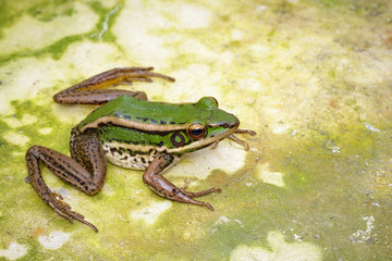 Image of paddy field green frog or Green Paddy Frog (Rana erythraea) on the floor. Amphibian. Animal.