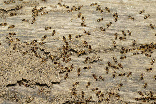 Image of termites are on stumps. Insect. Animal.