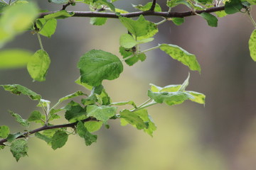 Leafy Sprigs