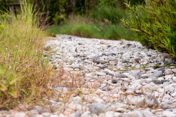 Pebble stone walk path and shrub in garden