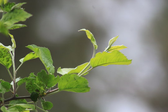Leafy Sprigs