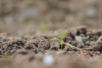seed germination growth into forest