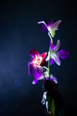 Fototapeta na wymiar Purple orchid on fire