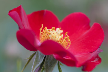 Dzika róża 4 © Elżbieta