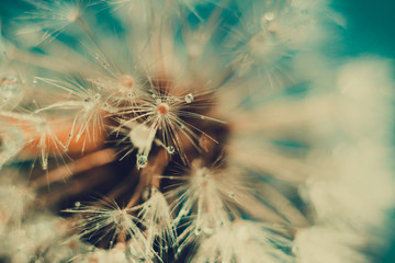 White Dandelion with Water Drops Retro