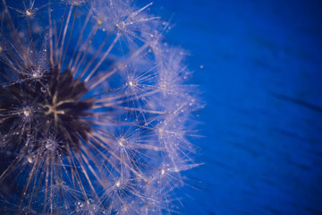 Fototapeta premium White Dandelion with Water Drops Retro