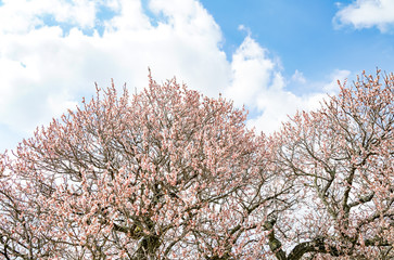 梅　綱敷天満宮