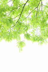 Obraz premium ケヤキの新緑