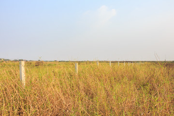 grass summer vintage nature background