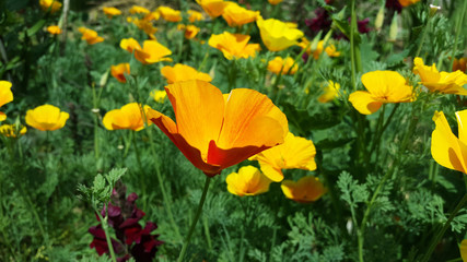 Fototapeta premium Eschscholzia californica - golden poppy flower in garden
