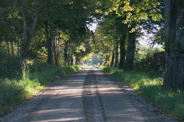 Road in forest in autumn