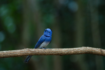 Male Black-naped monarch perching on tree branch