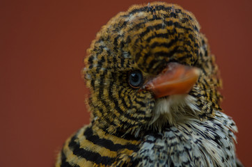 female Banded Kingfisher standing on the branch