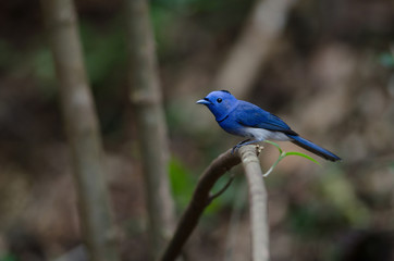 Fototapeta premium Male Black-naped monarch perching on tree branch