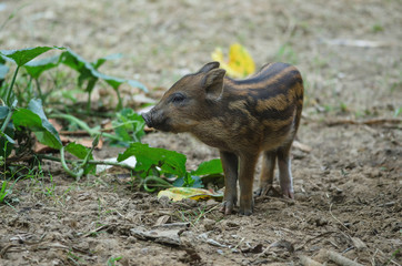 Young Wild Pig or Young wild board piglet