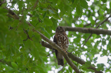 Brown Hawk Owl perch on the tree in nature