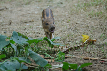 Young Wild Pig or Young wild board piglet