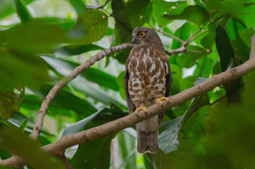 Brown Hawk Owl perch on the tree in nature