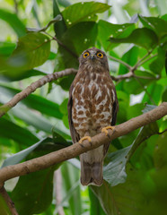 Brown Hawk Owl perch on the tree in nature