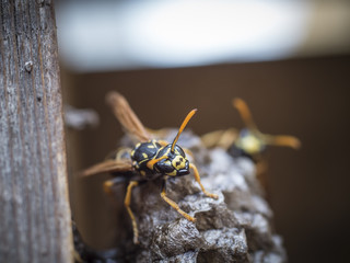 closeup of European paper wasp - Polistes dominula