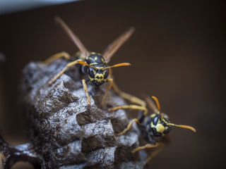 paper wasps protecting nest