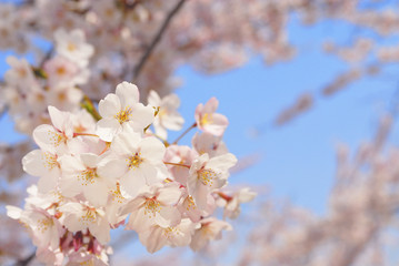 桜　春　素材