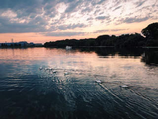 Schw&auml;ne bei Sonnenuntergang