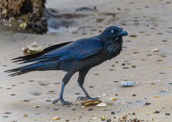 Australian Raven