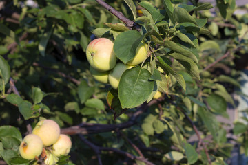 Apple tree with ripening yellow-red apples green leaves