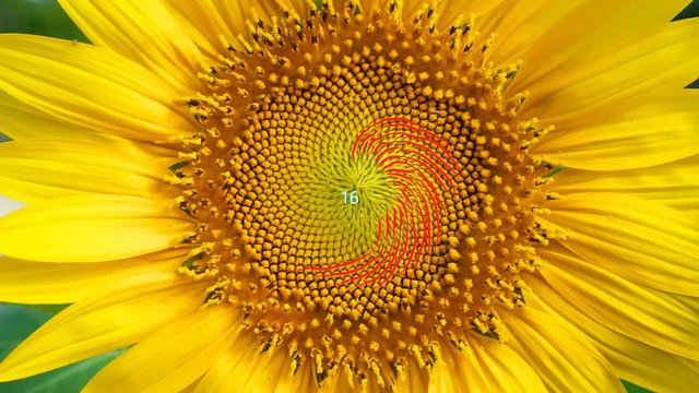 Tokyo,Japan-August 4, 2018: Example of Fibonacci number(34,55) appearing on a sunflower face