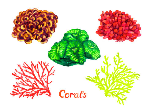 Corals variety set, handwritten inscription, isolated hand painted watercolor illustration on paper