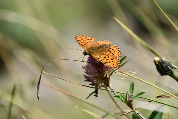 Orange butterfly