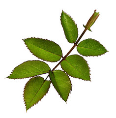 rose leaf on a white background.