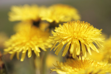 Dandelions up close, macro photography, beautiful yellow flowers