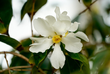 Obraz premium ツバキ ユーシネンシス