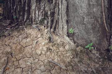 fragment of the bark of oak