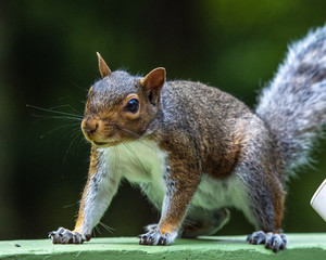 A squirrel on a hand rail!