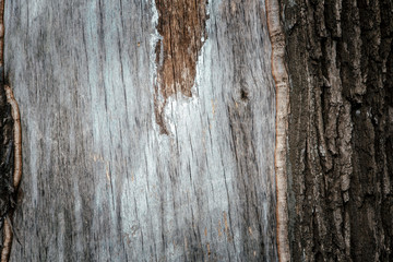 fragment of the bark of oak