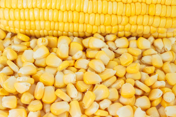 corn organic food nature background