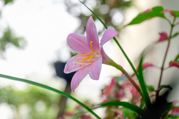 Pink lily on the garden, Lilium flowers. dew on a flower
