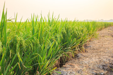 rice sunset focus on green rice nature landscape
